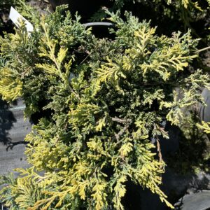 Jałowiec płożący 'Golden Carpet' - Juniperus horizontalis 'Golden Carpet'