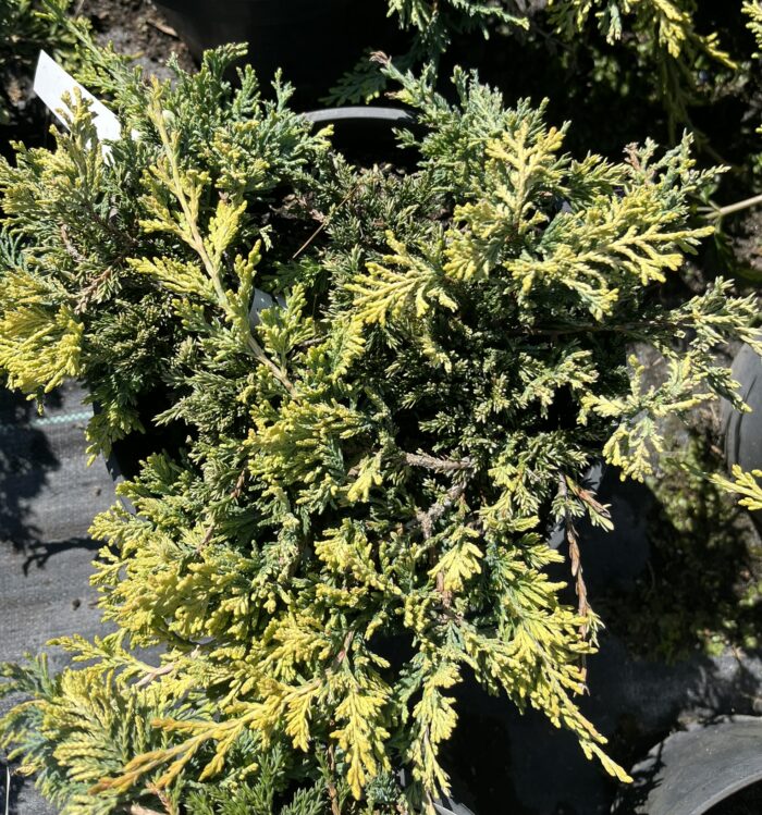 Jałowiec płożący 'Golden Carpet' - Juniperus horizontalis 'Golden Carpet' - Image 1