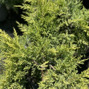 Jałowiec Pfitzera 'Gold Star' - Juniperus ×pfitzeriana 'Gold Star'