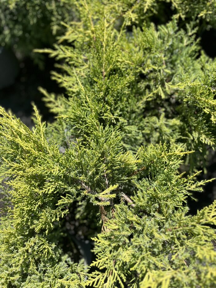 Jałowiec Pfitzera 'Gold Star' - Juniperus ×pfitzeriana 'Gold Star' - Image 1