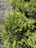 Jałowiec Pfitzera 'Old Gold' - Juniperus ×pfitzeriana 'Old Gold' "B"