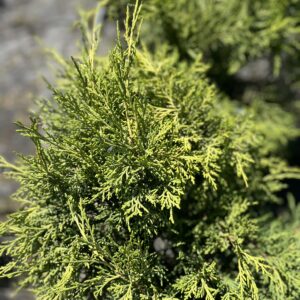 Jałowiec Pfitzera 'Old Gold' - Juniperus ×pfitzeriana 'Old Gold' "B"
