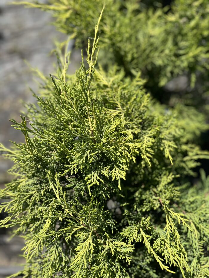 Jałowiec Pfitzera 'Old Gold' - Juniperus ×pfitzeriana 'Old Gold' "B" - Image 1
