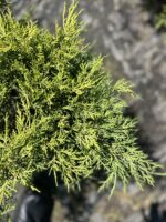 Jałowiec Pfitzera 'Old Gold' - Juniperus ×pfitzeriana 'Old Gold' "B" - Image 2