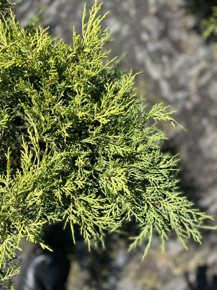 Jałowiec Pfitzera 'Old Gold' - Juniperus ×pfitzeriana 'Old Gold' "B" - Image 2