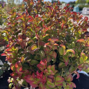 Kiścień axillaris 'Curly Red' - Leucothoe axillaris 'Curly Red'