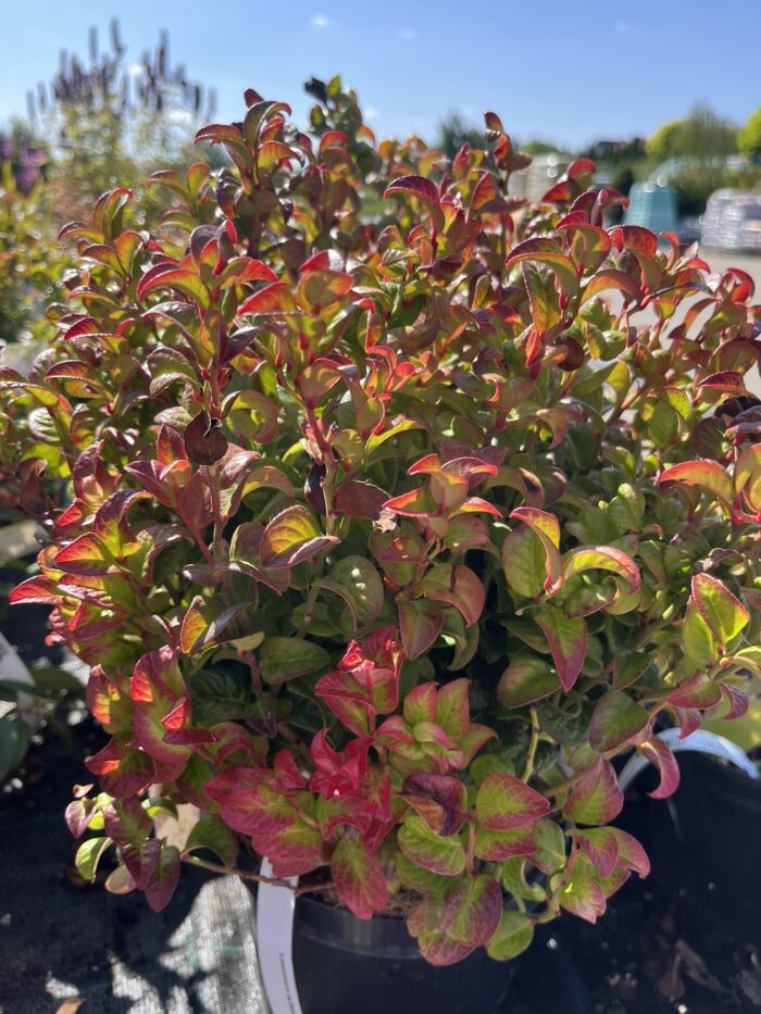 Kiścień axillaris 'Curly Red' - Leucothoe axillaris 'Curly Red' - Image 1