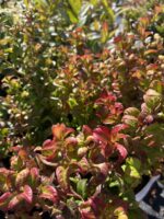Kiścień axillaris 'Twisting Red' - Leucothoe axillaris 'Twisting Red' - obrazek 2