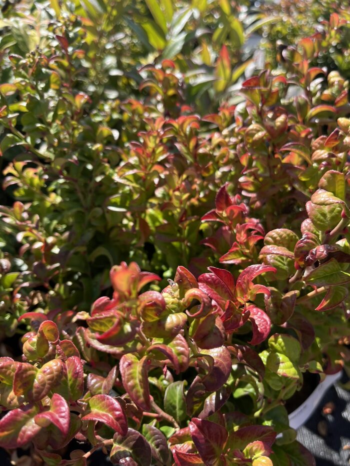 Kiścień axillaris 'Twisting Red' - Leucothoe axillaris 'Twisting Red' - obrazek 2