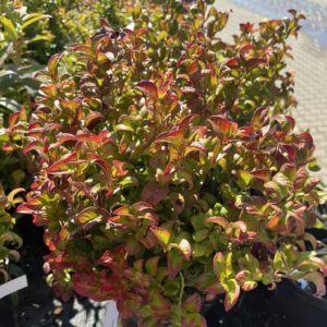 Kiścień axillaris 'Twisting Red' - Leucothoe axillaris 'Twisting Red'