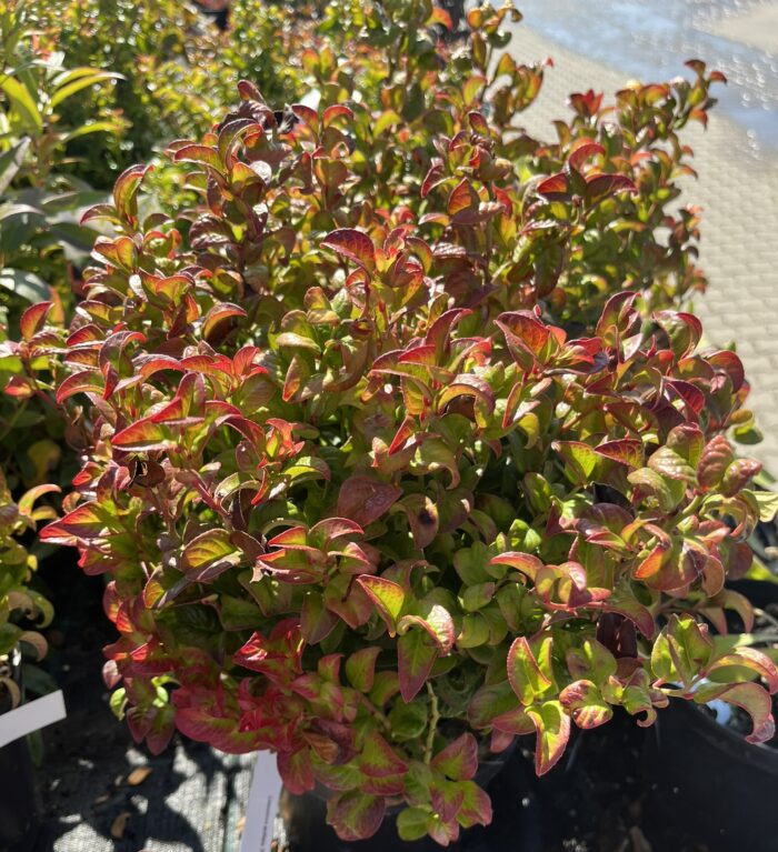 Kiścień axillaris 'Twisting Red' - Leucothoe axillaris 'Twisting Red' - obrazek 1