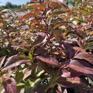Kiścień wawrzynowy 'Vanilla' - Leucothoe fontanesiana 'Vanilla'