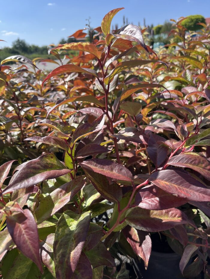 Kiścień wawrzynowy 'Vanilla' - Leucothoe fontanesiana 'Vanilla' - Image 1