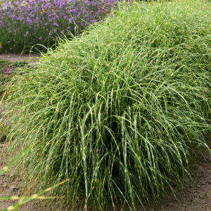 Miskant chiński 'Little Zebra' - Miscanthus sinensis 'Little Zebra'