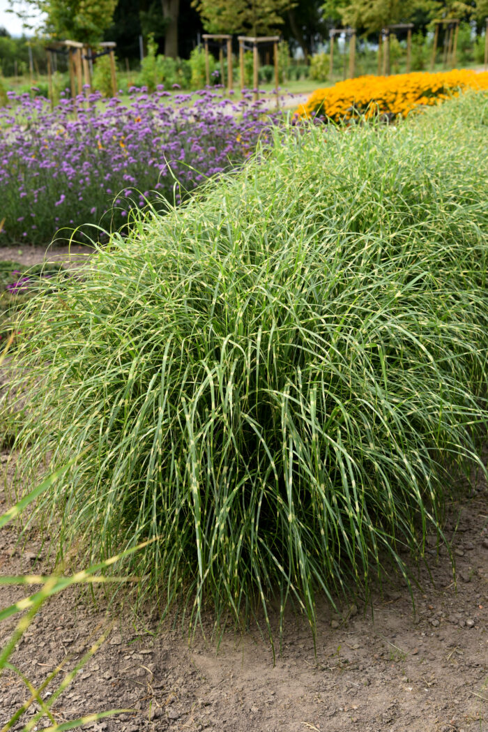 Miskant chiński 'Little Zebra' - Miscanthus sinensis 'Little Zebra' - obrazek 1
