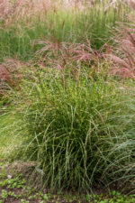 Miskant chiński 'Little Zebra' - Miscanthus sinensis 'Little Zebra' - obrazek 2