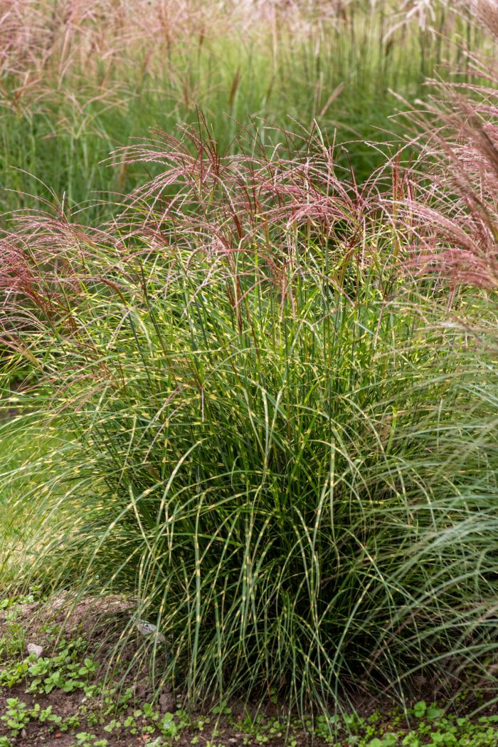 Miskant chiński 'Little Zebra' - Miscanthus sinensis 'Little Zebra' - obrazek 2