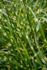 Miskant chiński 'Little Zebra' - Miscanthus sinensis 'Little Zebra' - obrazek 3