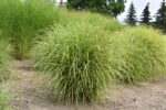 Miskant chiński 'Little Zebra' - Miscanthus sinensis 'Little Zebra' - obrazek 4