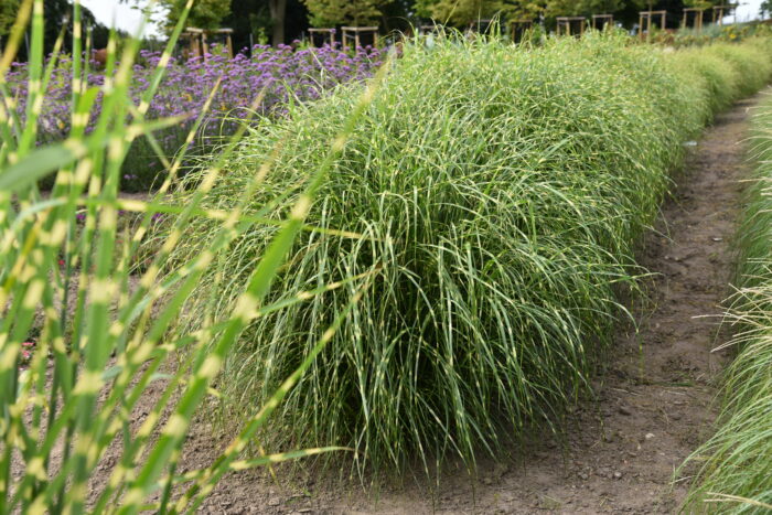 Miskant chiński 'Little Zebra' - Miscanthus sinensis 'Little Zebra' - obrazek 5