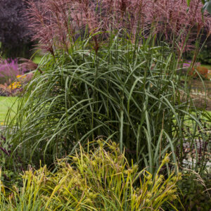 Miskant chiński 'Malepartus' - Miscanthus sinensis 'Malepartus'