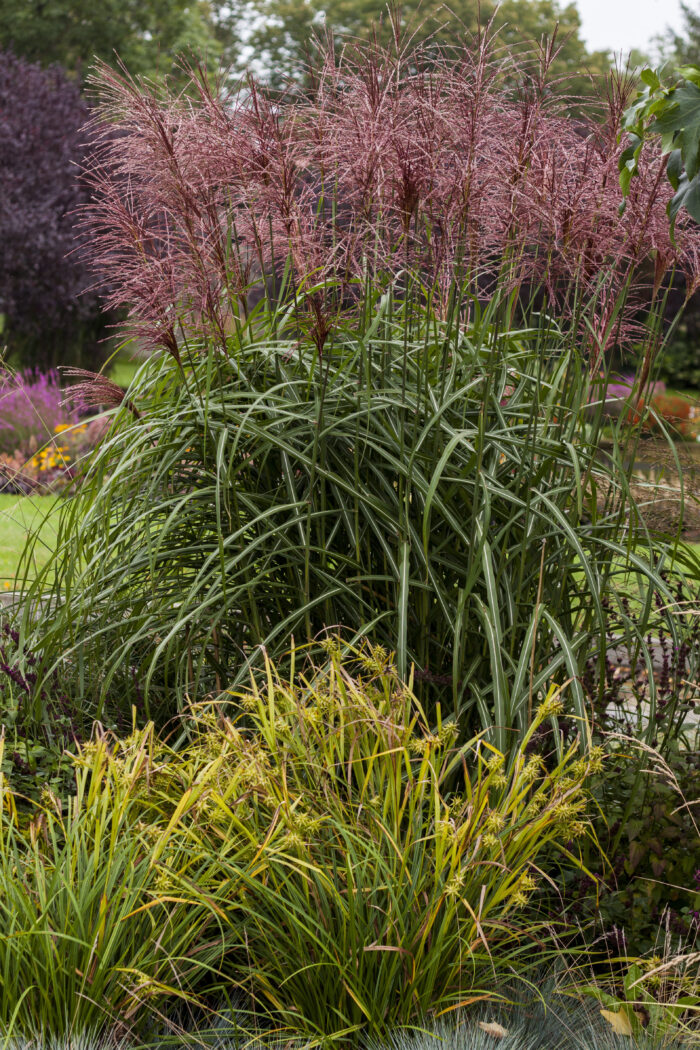 Miskant chiński 'Malepartus' - Miscanthus sinensis 'Malepartus' - Image 1