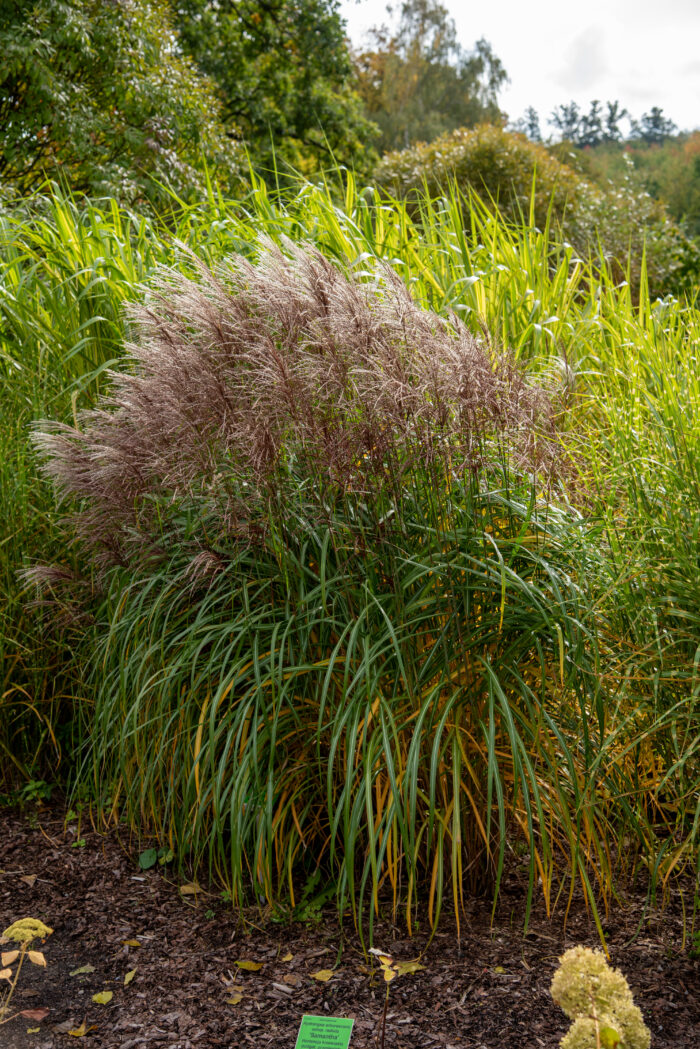 Miskant chiński 'Malepartus' - Miscanthus sinensis 'Malepartus' - Image 2