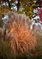 Miskant chiński 'Malepartus' - Miscanthus sinensis 'Malepartus' - Image 3