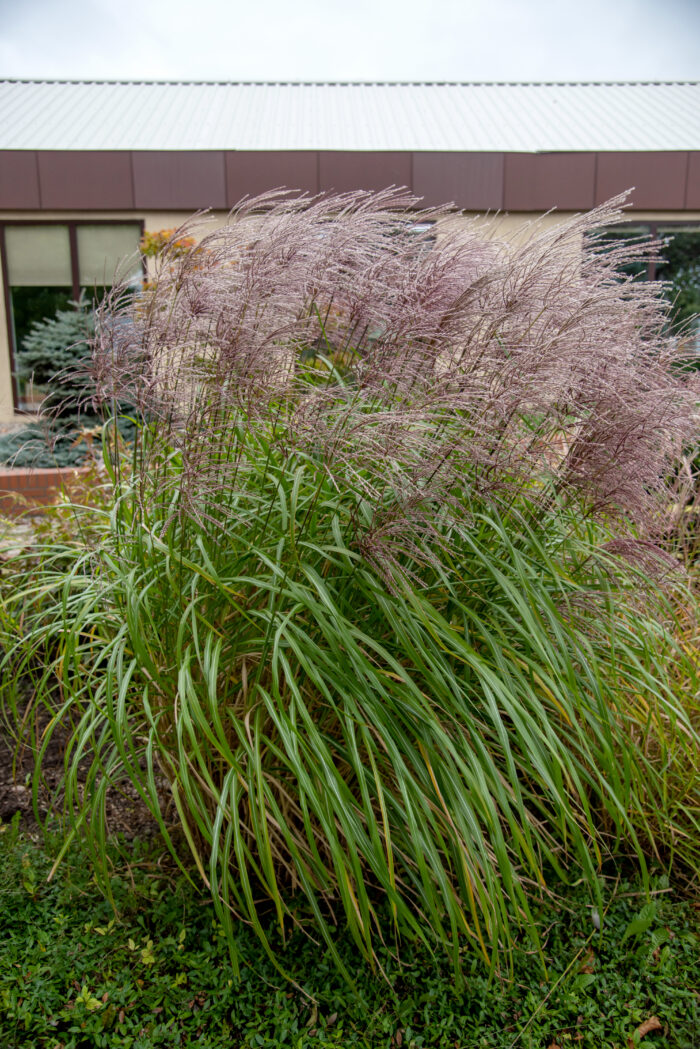 Miskant chiński 'Malepartus' - Miscanthus sinensis 'Malepartus' - Image 4