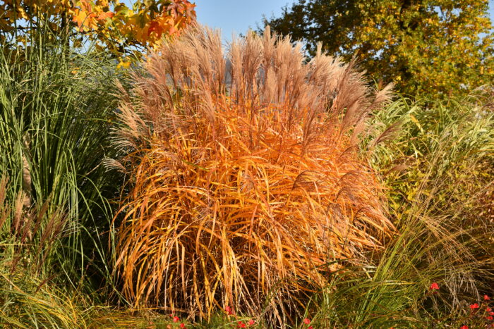 Miskant chiński 'Malepartus' - Miscanthus sinensis 'Malepartus' - Image 5