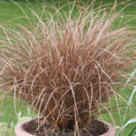 Turzyca petriego 'Milk Choccolate' - Carex petriei 'Milk Choccolate'