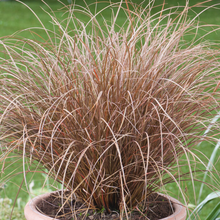 Turzyca petriego 'Milk Choccolate' - Carex petriei 'Milk Choccolate' - obrazek 1
