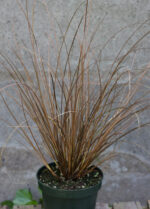 Turzyca petriego 'Milk Choccolate' - Carex petriei 'Milk Choccolate' - obrazek 2