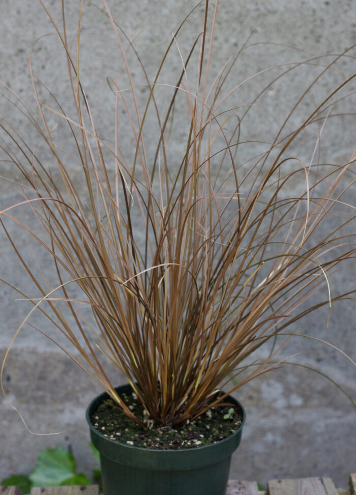 Turzyca petriego 'Milk Choccolate' - Carex petriei 'Milk Choccolate' - obrazek 2