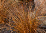 Turzyca petriego 'Milk Choccolate' - Carex petriei 'Milk Choccolate' - obrazek 3