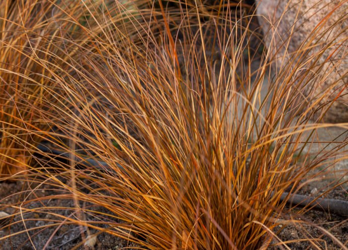 Turzyca petriego 'Milk Choccolate' - Carex petriei 'Milk Choccolate' - obrazek 3
