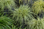 Turzyca oszimska 'Moonlight' - Carex oshimensis 'Moonlight'