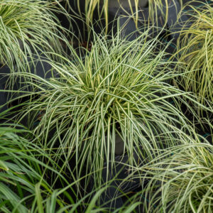 Turzyca oszimska 'Moonlight' - Carex oshimensis 'Moonlight'