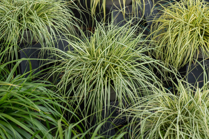 Turzyca oszimska 'Moonlight' - Carex oshimensis 'Moonlight' - Image 1