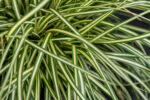 Turzyca oszimska 'Moonlight' - Carex oshimensis 'Moonlight' - Image 2