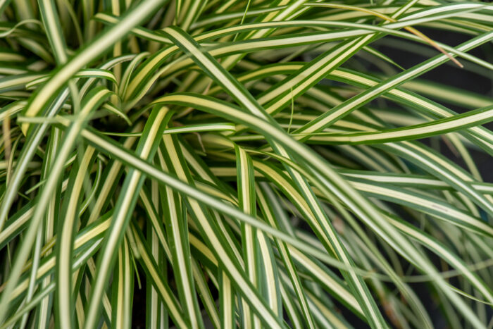 Turzyca oszimska 'Moonlight' - Carex oshimensis 'Moonlight' - Image 2