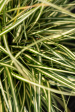 Turzyca oszimska 'Moonlight' - Carex oshimensis 'Moonlight' - Image 3