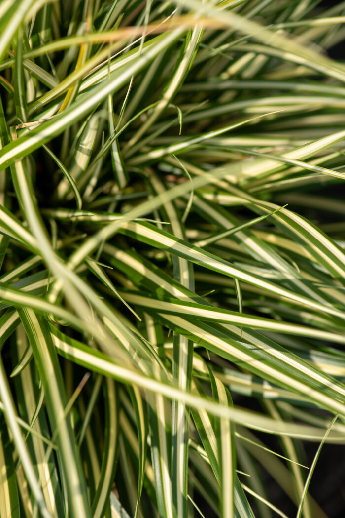 Turzyca oszimska 'Moonlight' - Carex oshimensis 'Moonlight' - Image 3