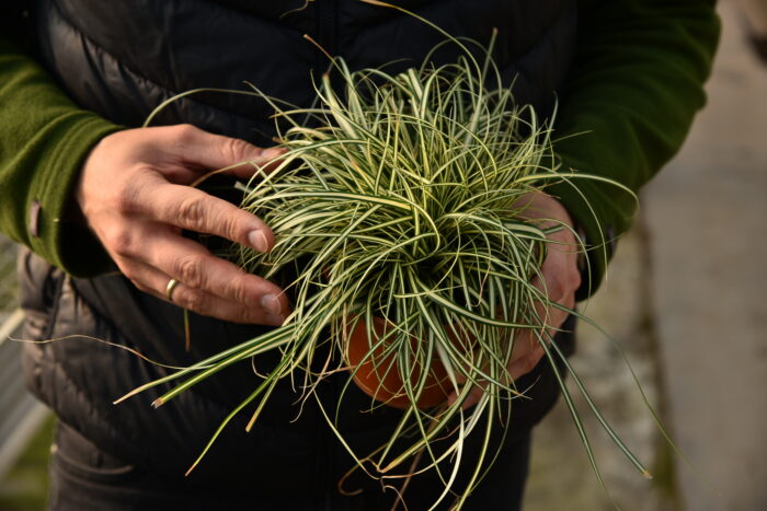Turzyca oszimska 'Moonlight' - Carex oshimensis 'Moonlight' - Image 4