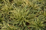 Turzyca oszimska 'Moonlight' - Carex oshimensis 'Moonlight' - Image 5