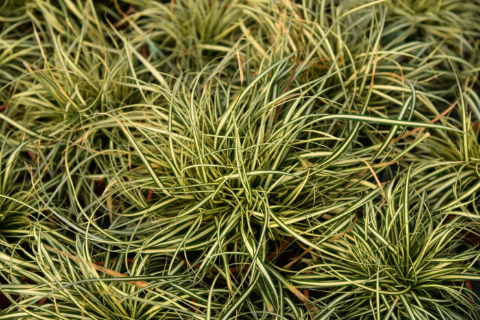 Turzyca oszimska 'Moonlight' - Carex oshimensis 'Moonlight' - Image 5