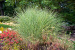 Miskant chiński 'Morning Light' - Miscanthus sinensis 'Morning Light'