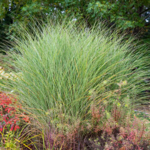 Miskant chiński 'Morning Light' - Miscanthus sinensis 'Morning Light'