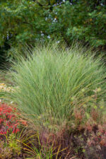 Miskant chiński 'Morning Light' - Miscanthus sinensis 'Morning Light' - Image 2