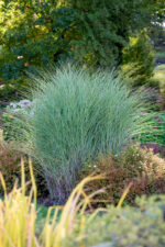Miskant chiński 'Morning Light' - Miscanthus sinensis 'Morning Light' - Image 3